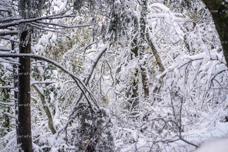 Bosco Innevato nell’entroterra della Riviera Romagnola a San Marino