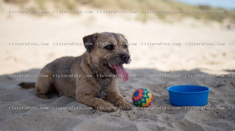 Cane rilassato sulla spiaggia della Riviera Romagnola