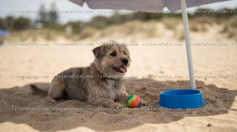 Relax in spiaggia a Rimini con il cane
