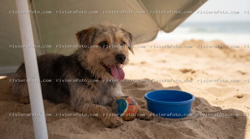Cane in relax su una spiaggia della Riviera Romagnola a Rimini
