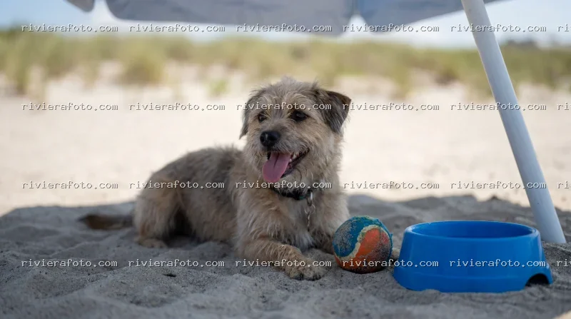 Cane in relax sulla spiaggia della Riviera Romagnola a Rimini