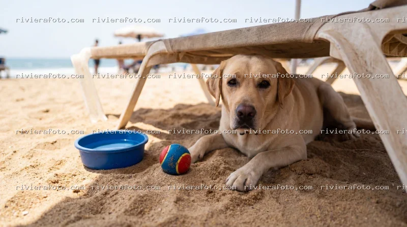 Cane Labrador in relax sulla spiaggia della Riviera Romagnola