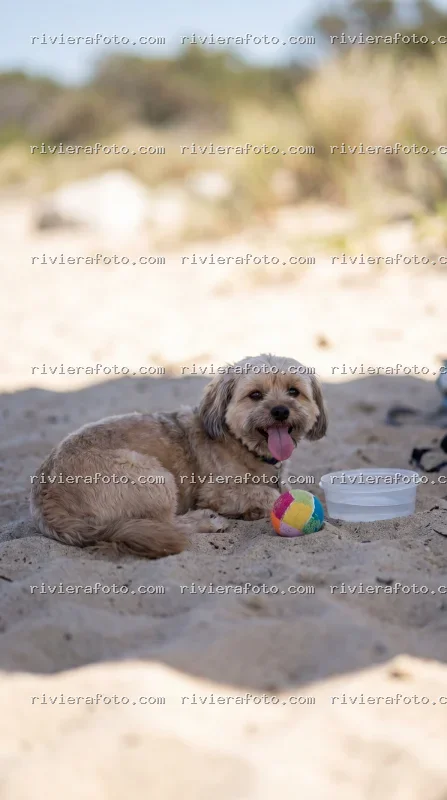 Cane in relax su una spiaggia della Riviera Romagnola