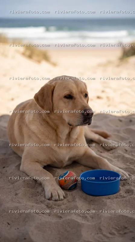 Labrador in relax su spiaggia romagnola