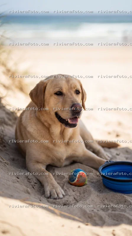 Labrador al sole su una spiaggia di Rimini sulla Riviera Romagnola