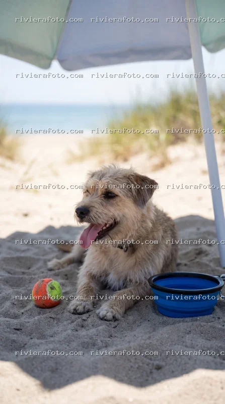 Cane in relax sulla spiaggia della Riviera Romagnola