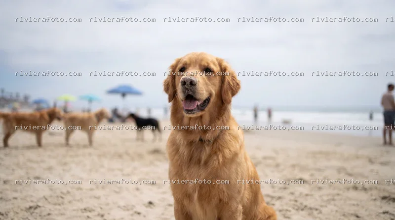 Golden Retriever su spiaggia della Riviera Romagnola