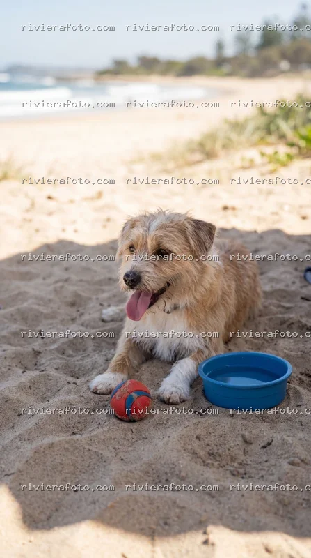 Cane in relax su una spiaggia della Riviera Romagnola