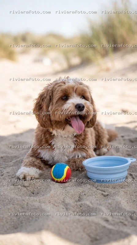 Cane in relax sulla spiaggia della Riviera Romagnola