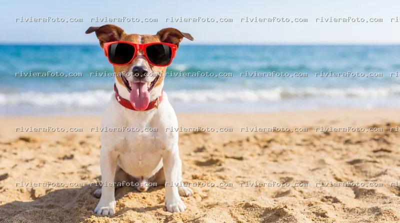 Cane con occhiali da sole su una spiaggia della Riviera Romagnola