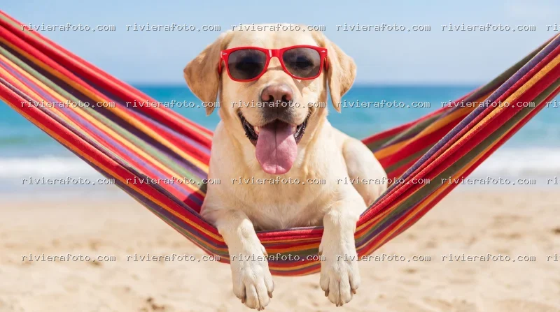 Cane Labrador in relax su amaca in spiaggia a Rimini