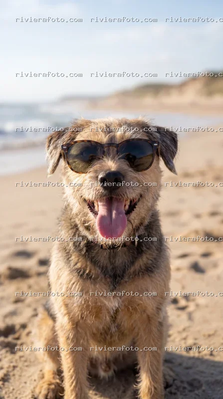Cane alla Moda sulla Spiaggia di Rimini