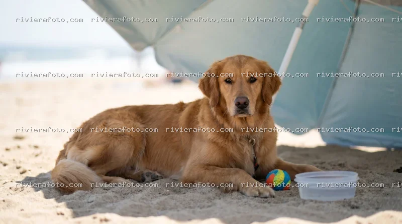 Relax in spiaggia con il tuo amico a quattro zampe sulla Riviera Romagnola