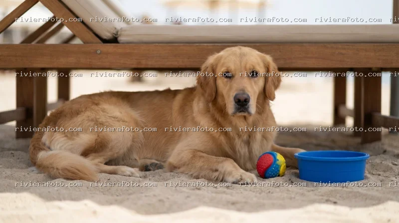Relax sulla spiaggia della Riviera Romagnola a Rimini con un Golden Retriever