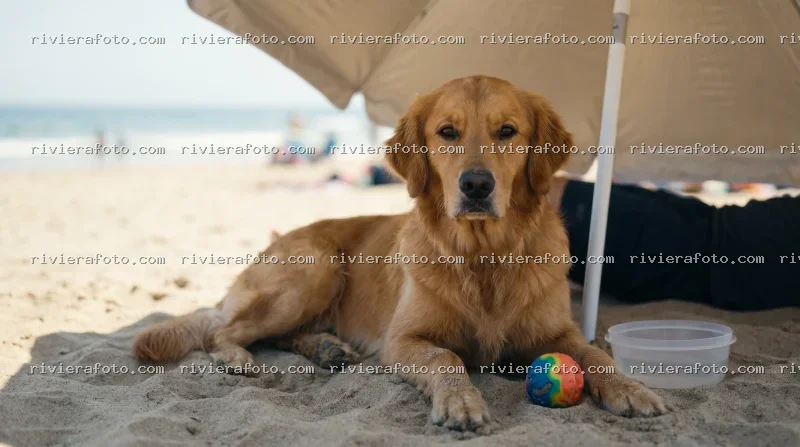 Golden Retriever in relax su una spiaggia della Riviera Romagnola