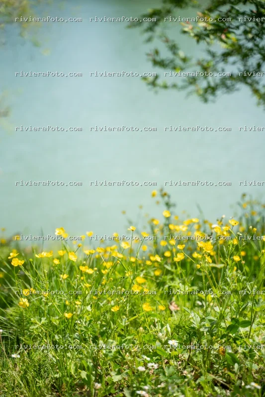 Scorcio naturalistico con fiori e acqua a Rimini, nella Riviera Romagnola