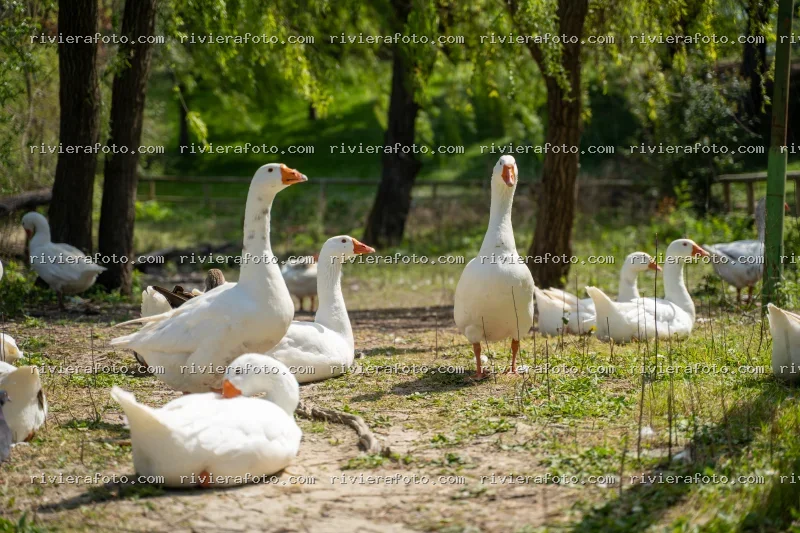 Oche in un’area verde di Rimini nella Riviera Romagnola