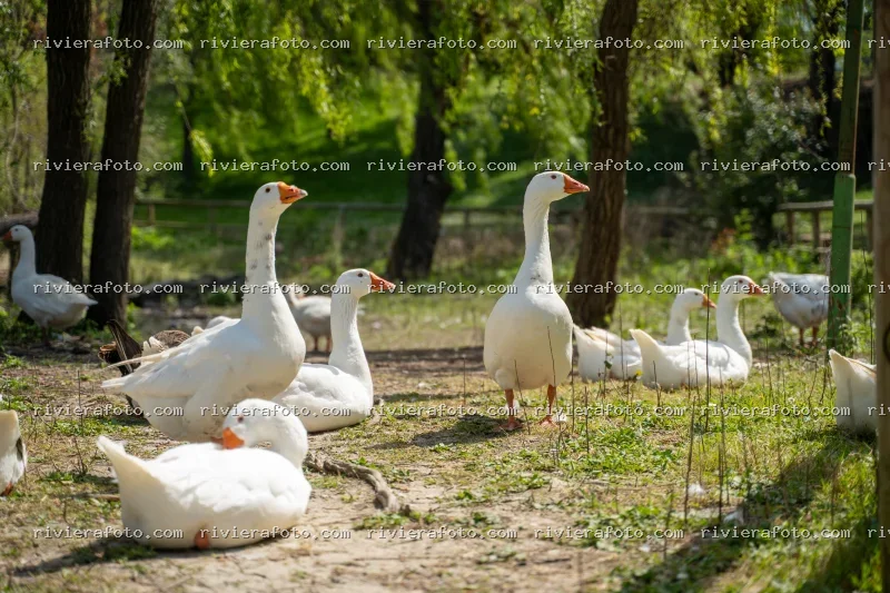 Oche in un ambiente naturale della Riviera Romagnola