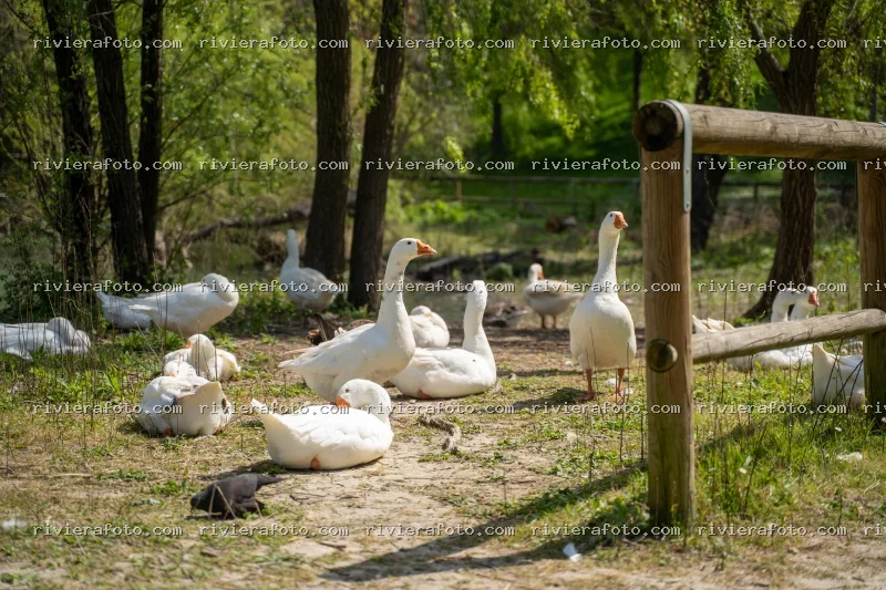 Oche in un’Area Naturale di Rimini