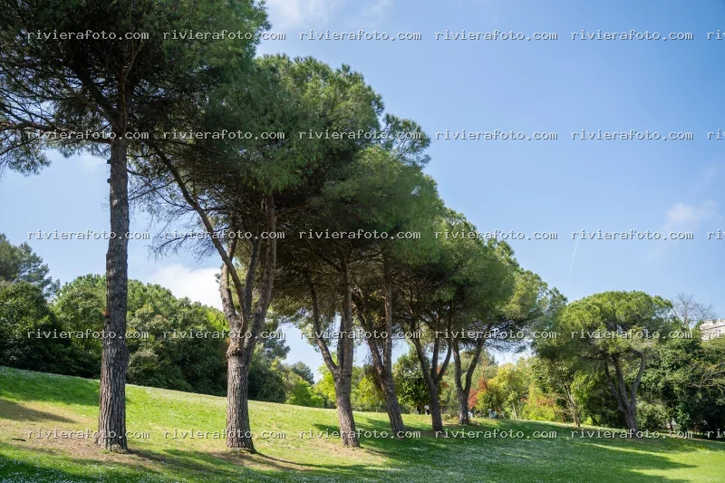 Pinetina assolata in un Parco di Rimini, nella Riviera Romagnola