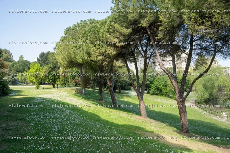 Parco Urbano con Pini Marittimi e Fauna a Rimini sulla Riviera Romagnola