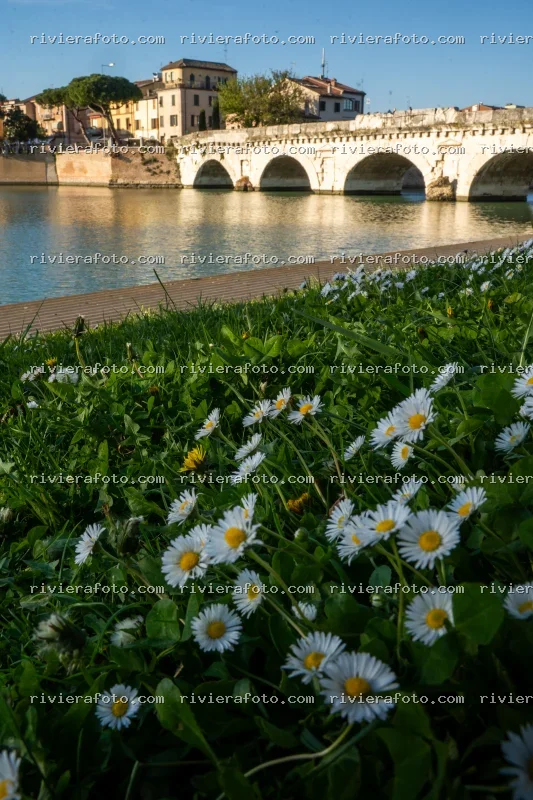 Il Ponte di Tiberio a Rimini con fioritura di margherite
