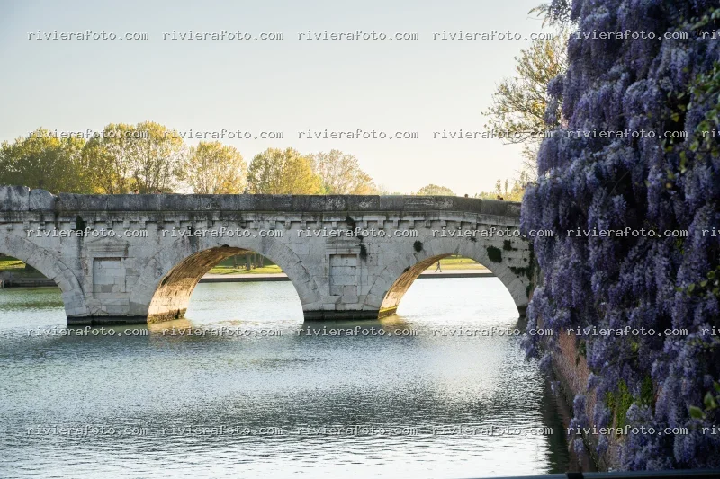 Ponte di Tiberio a Rimini con glicine in fiore