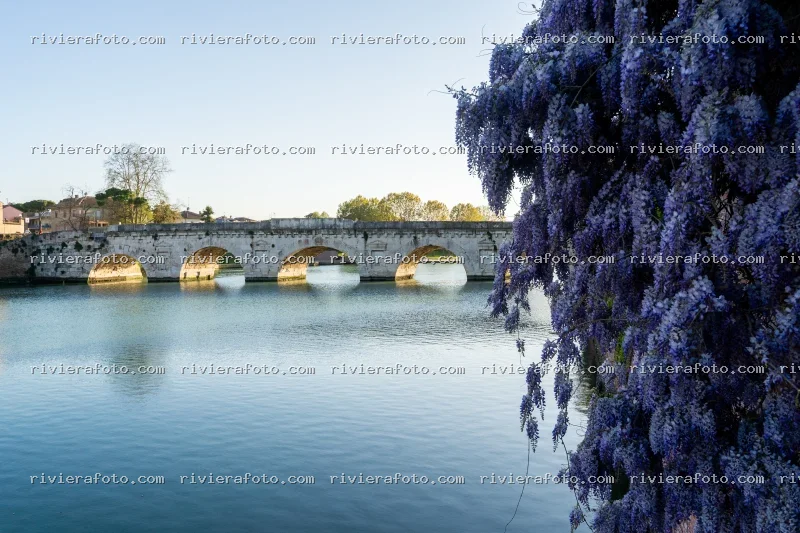 Ponte di Tiberio a Rimini con glicine fiorito